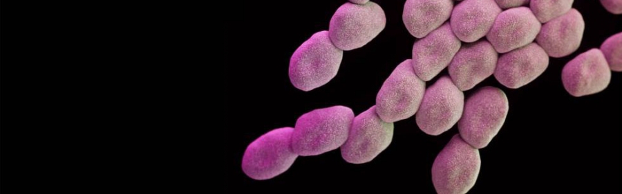 La OMS anuncia las 12 familias de bacterias ms peligrosas para el ser humano